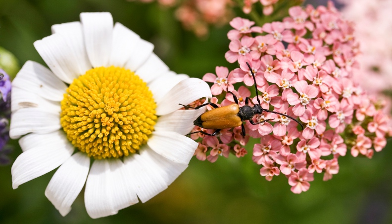 Lepture achillée marguerite.jpg