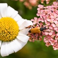 Lepture achillée marguerite