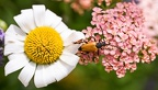 Lepture achillée marguerite