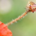 Diagonale en rouge