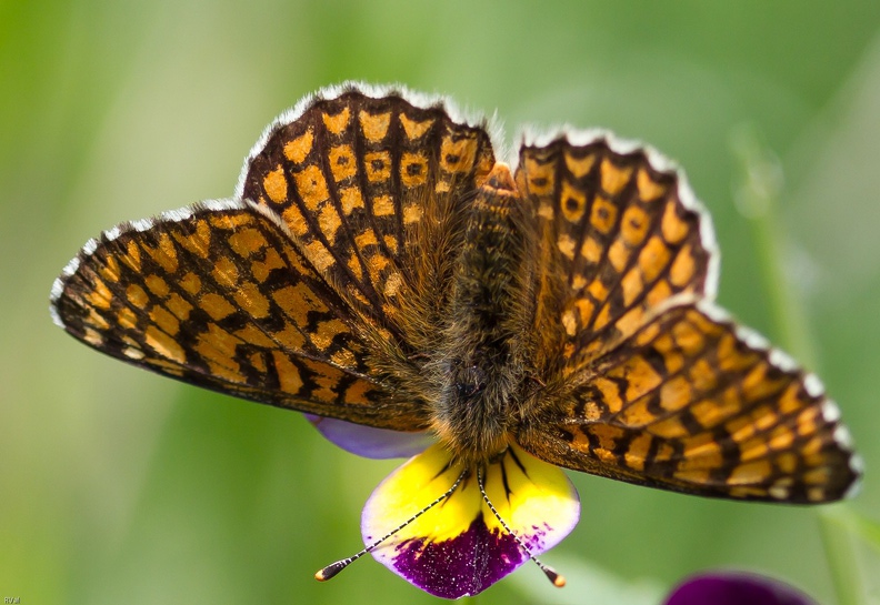 viola tricolor&2  2011 sRVB.jpg