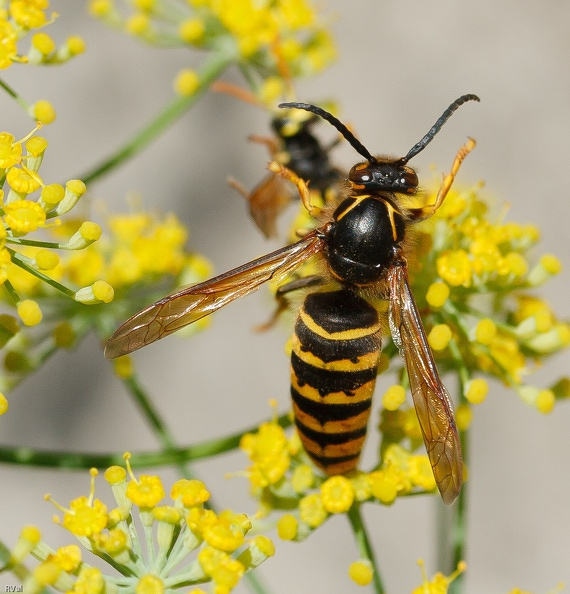 Frelon chassant poliste.jpg