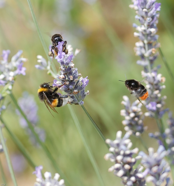 Bourdon terrestre de profil sur son épi et bourdon des pierres en vol
Quant au troisième larron au sommet...
Euh, je ne m'en souviens plus ! Lavande and co 2010 C IJ CPP LR3.jpg