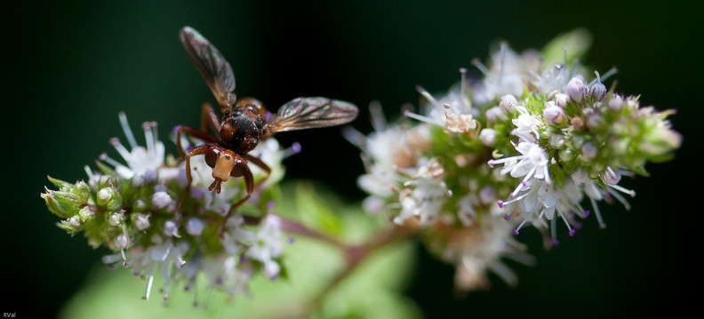 mouche et menthe.jpg