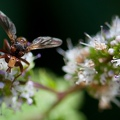 Mouche et menthe