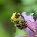 P'tite chose sur fleur de sauge