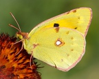 Jaune... Mais pas Citron !