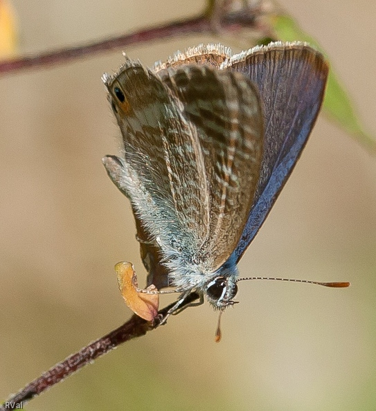 Comme un oiseau sur ma branche.jpg