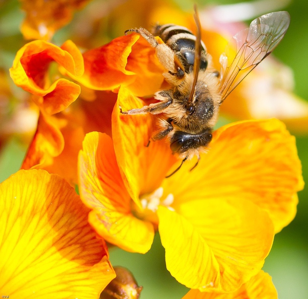 Abeille solitaire sur giroflée
(Certaines caractéristiques dont les poils très denses sur les pattes postérieures
Plus une brosse de poils à la base des-dites pattes me font penser à une andrène) Approche de coeur sRVB.jpg