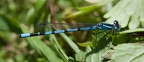 Agrion jouvencelle