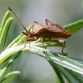 Voilà pourquoi le romarin est tout raplapla