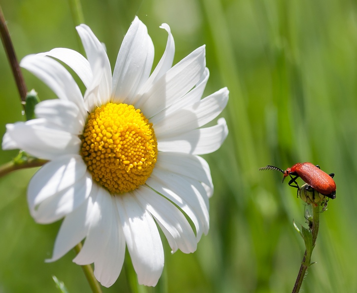 Allez savoir, peut-être ce cardinal est-il perdu dans la contemplation d'une marguerite... Comme au spectacle.jpg