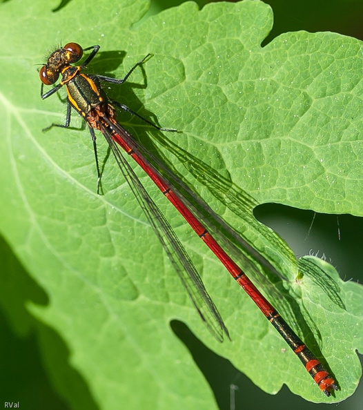 Agrion au corps de feu