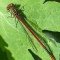 Agrion au corps de feu