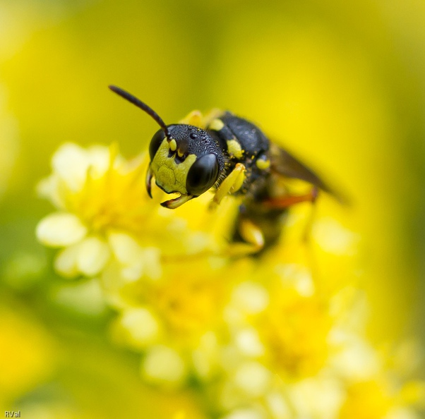 Sus aux abeilles.jpg