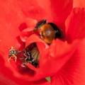 Coeur de coquelicot