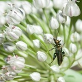 Fleurs de poireau 