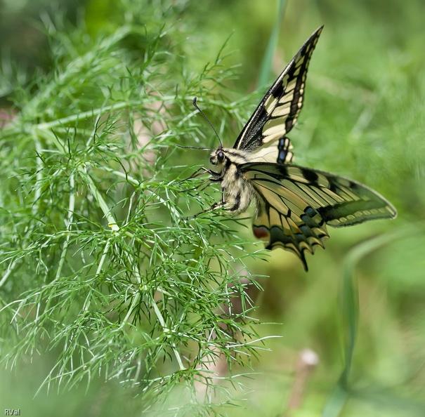 Dans le jardin il y a...
Massif de fenouils et bouquets d'aneth dédiés aux chenilles de machaon.
Et s'en voilà madame éparpillant en virevoltant sa précieuse cargaison au sein de ces espaces dédiés.
(Chenilles de machaon : ici et là) Espaces dédiés.jpg