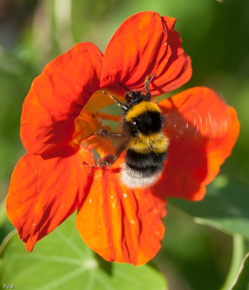 Pas de confusion.jpg