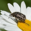 Déjeuner de "bébé" frelon