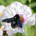 Ceci est une abeille...