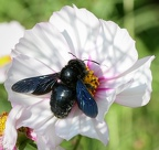 Ceci est une abeille...