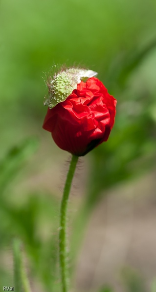 Coquette d'antan