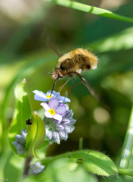 Et non juste une mouche, une mouche à moustache
Un bombyle bichon butinant au printemps
Petit chien ailé -.jpg