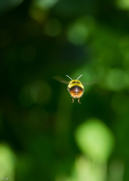 I\'m a poor lonesome bumblebee.jpg