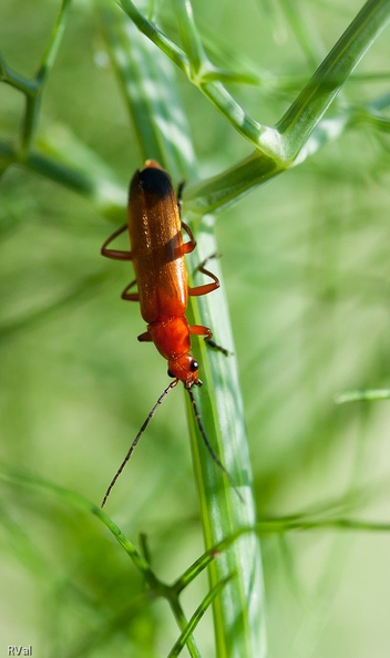 Portrait de fauve en vert.jpg