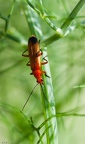 Portrait de "fauve" en vert