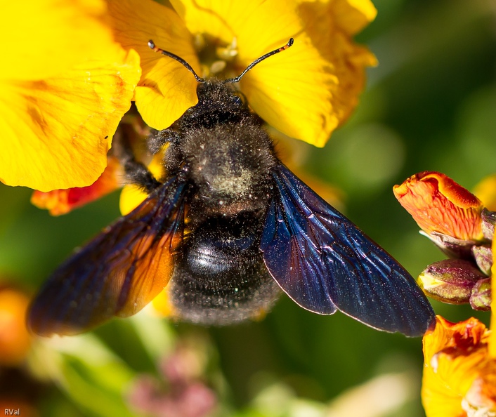 Question pertinente posé par un p’tit bout : c’est vrai comment je sais que c’est un monsieur xylocope… D’abord !
Et bien, puisqu’ici un représentant mâle d’abeille charpentière obligeamment étale ses antennes, regardons de plus près
Là vous avez vu : ces anneaux qui tirent sur l’orange presqu’au bout des antennes et ben voilà, c’est là toute ma science
Madame a les antennes toutes noires mais tous deux partagent ces fabuleux reflets bleus sur les ailes Et comment tu sais d\'abord.jpg