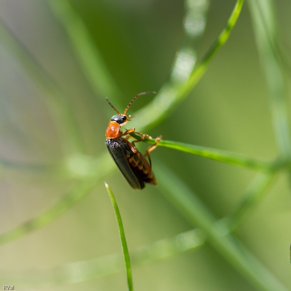 Ah, c’était bien la peine de courir pour en arriver là
Au bout du bout de la tige, faut se rendre à l’évidence : y’a…rien !
Alors commence la délicate manœuvre consistant à faire demi-tour
(Cantharide – Possible cantharis lateralis) Au bout du bout.jpg