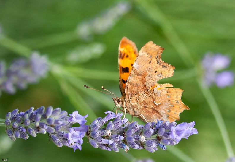 Et revoilà Robert qui entrouvre ses ailes
Et nous laisse deviner robe plus enflammée
(Polygonia c-album sur lavande)
Robert le diable.jpg