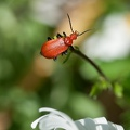 Tête rouge sur marguerite 5