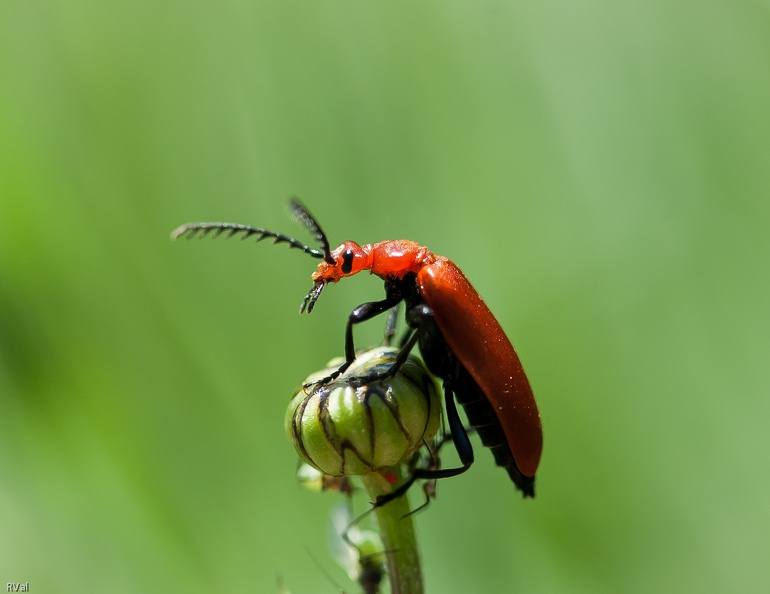 Tête rouge sur marguerite 4