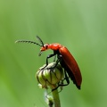 Tête rouge sur marguerite 4