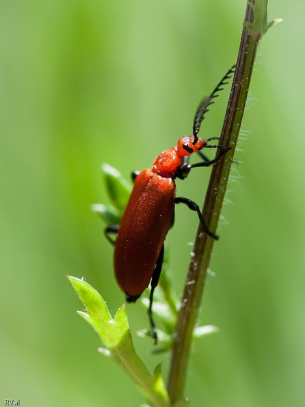 Tête rouge sur marguerite 3.jpg