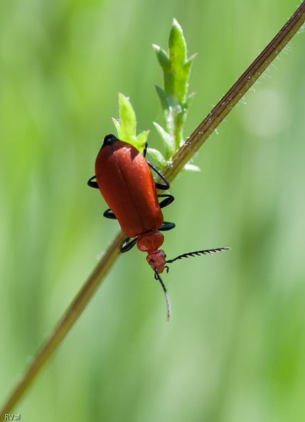 Tête rouge sur marguerite 2.jpg