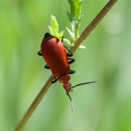 Tête rouge sur marguerite 2