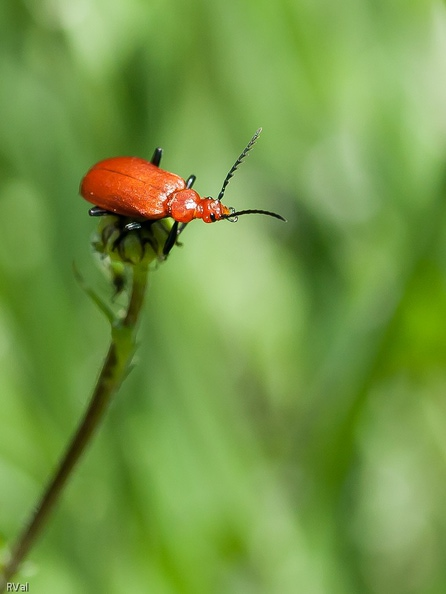 Tête rouge sur marguerite 1.jpg