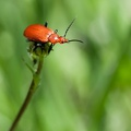 Tête rouge sur marguerite 1