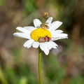 Simple marguerite