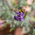 Great balls of lavender