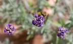 Great balls of lavender