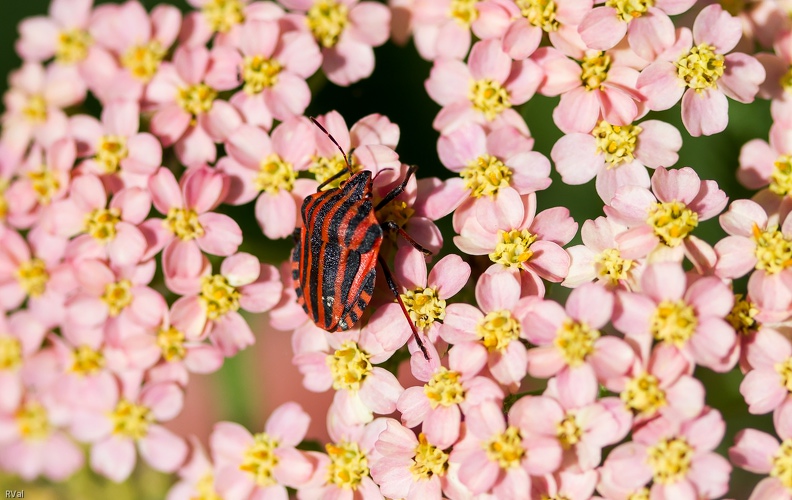 N'est-ce pas l'arlequin ?
(Punaise arlequin sur fleurs d'achillée) L\'achillée c\'est chouette.jpg
