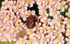 L'achillée c'est chouette !