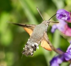 Un jour Un moro-sphinx 6