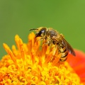 Coeur de tithonia