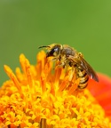 Coeur de tithonia